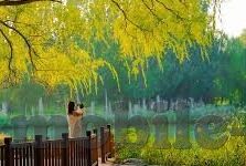 麻豆91茄子在线观看-关于互联网平台及内容审查的深思，麻豆91茄子在线观看现象剖析